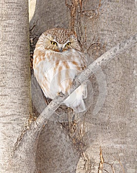 Northern Saw-whet Owl standing on a tree branch