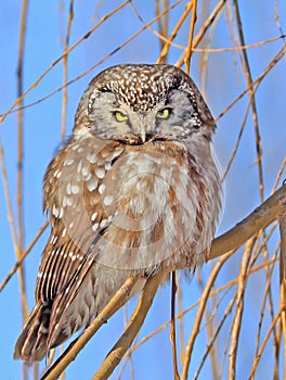 Northern Saw-whet Owl standing on a tree branch photo