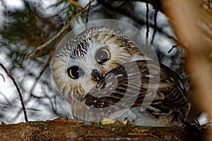 Northern Saw-whet Owl in a Tree