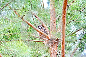 Northern Saw-whet Owl in the wild