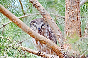 Northern Saw-whet Owl in the wild