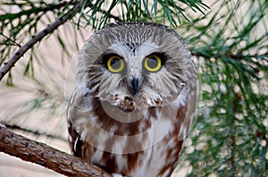 Northern Saw-whet Owl in the wild photo