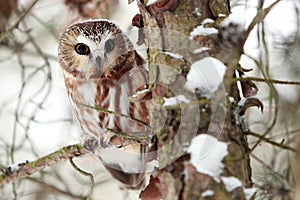 Northern Saw-Whet Owl In Winter photo