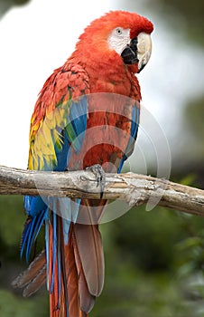Northern scarlet macaw cancun mexico red bird