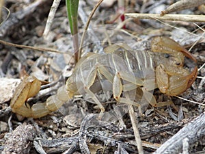 Northern Scorpion in the Newfoundland Mountains in Utah\'s West Desert photo
