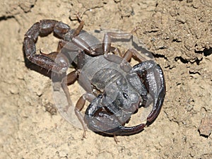 Northern Scorpion - Vejovis boreus