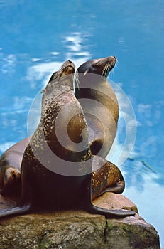 Northern Sea Lions (Eumetopias jubatus)