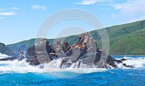 Northern sea lions of Sakhalins island Moneron