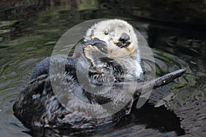 Northern sea otter