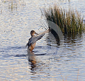 Northern Shoveler