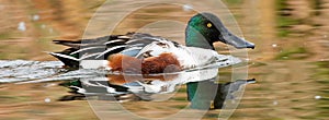 Northern Shoveler