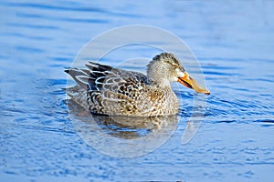 Northern Shoveler