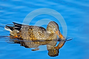 Northern Shoveler