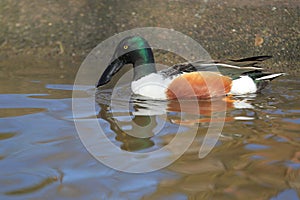 Northern shoveler