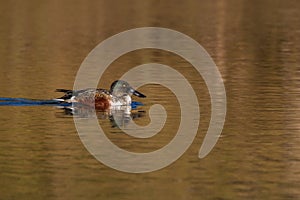 Northern Shoveler