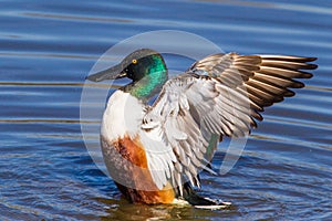 Northern Shoveler