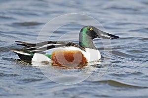 Northern Shoveler