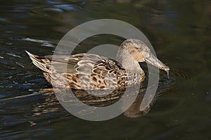 Northern shoveler Anas clypeata