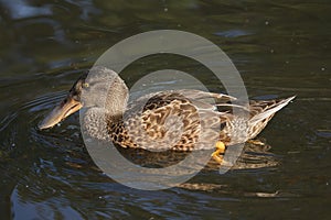 Northern shoveler Anas clypeata