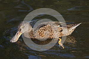 Northern shoveler Anas clypeata