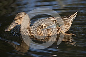 Northern shoveler Anas clypeata