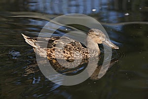 Northern shoveler Anas clypeata