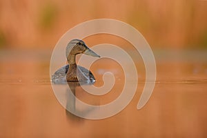 Northern Shoveler - Anas clypeata