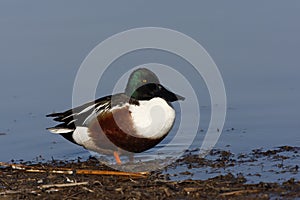 Northern shoveler, Anas clypeata