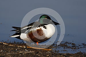 Northern shoveler, Anas clypeata