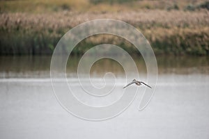 Northern shoveler Anas clypeata  flying over wetland