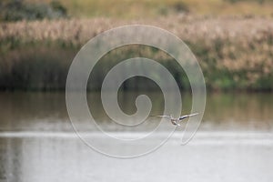 Northern shoveler Anas clypeata  flying over wetland