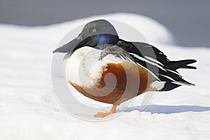 Northern Shoveler (Anas clypeata)