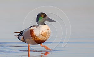 Northern Shoveler - Anas clypeata / Spatula clypeata - male