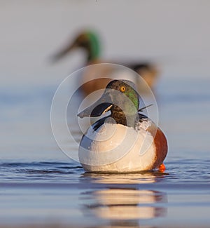 Northern Shoveler - Anas clypeata / Spatula clypeata - male