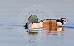 Northern Shoveler - Anas clypeata / Spatula clypeata - male