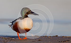 Northern Shoveler - Anas clypeata / Spatula clypeata - male