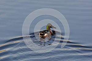 Northern shoveler Anas clypeata swimming in natural water