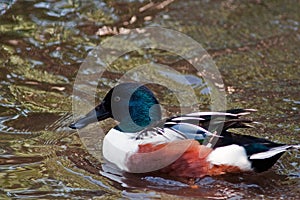 Northern Shoveler