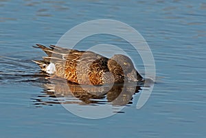 Northern Shoveler Drake