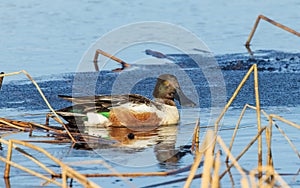 Northern Shoveler Drake in Alaska