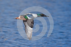 Northern Shoveler Drake In A Calm Lake