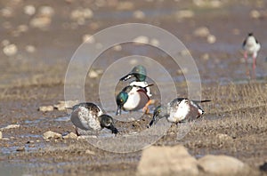 Northern shoveler duck