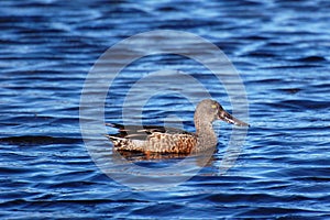 Northern Shoveler Duck, Anas clypeata