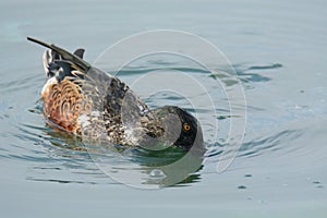 Northern Shoveler Duck Drake