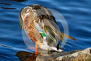 Northern Shoveler Duck Drake preening