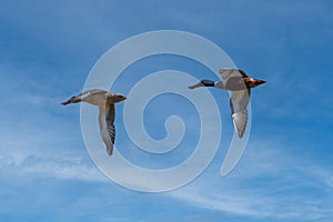 Northern Shoveler ducks flying in blue sky
