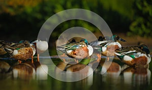 Northern Shoveler Ducks on a Lake