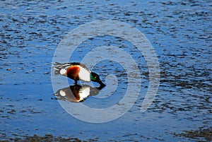 Northern Shoveler Eating