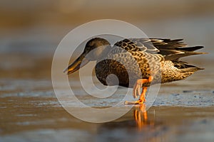 Northern Shoveler feeding in an icy lake