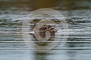 Northern Shoveler feeding in a lake